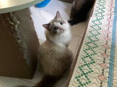 -楼上猫咖(罗湖店)