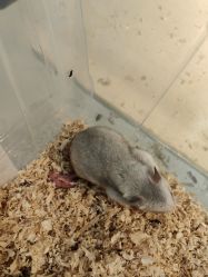 -Moni星球萌宠·小马宝莉·灵蛇·高端高阶全萌宠互动体验俱乐部(红豆国际广场店)