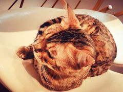 -飞行喵MR PILOT|猫舍·猫咖(静安大融城店)