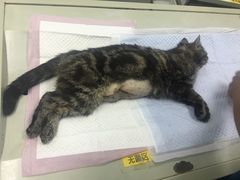 -纳吉亚猫专科动物诊疗中心(蒋宅口分院)