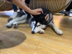 -Husky Go! 哈士奇体验馆·宠物咖啡厅狗咖