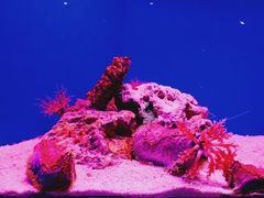 -上海海洋水族馆