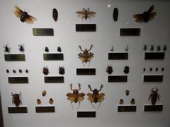 -上海昆虫博物馆