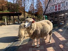 -神户市立六甲山牧场