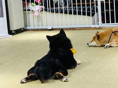 -逗柴咖啡屋·狗咖猫咖宠物桌游