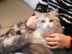 -猫腻·猫咖·撸猫馆(星光大道店)
