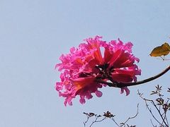 -广州市白云山风景名胜区