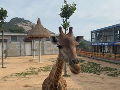 -西霞口神雕山野生动物世界