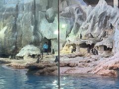 -帝企鹅自助餐厅•儿童岛•真企鹅(长隆企鹅酒店)