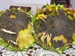 -南汇新场正宗水蜜桃采摘