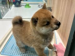 -柴源莊·柴小宠柴犬咖啡