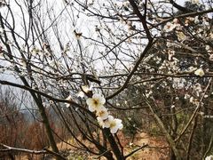 -新建村梅花