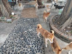 -柴犬高等学院·狗咖·柴犬售卖·宠物训练