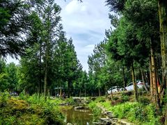 -重庆睡佛山森林公园