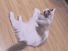 -啵啵喵·猫咖(攀华国际店)