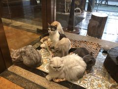 -more than meow吴止猫主题餐厅(承德 中船汇店)