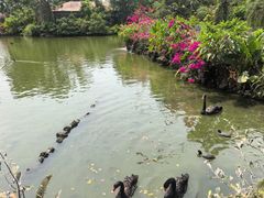 -海南热带野生动植物园