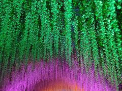 -大塘金香草谷