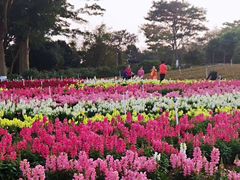 -松山湖梦幻百花洲