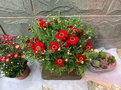 -桂林市花鸟市场