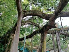 -中国科学院西双版纳热带植物园