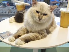 -怪兽屋·羊驼·猫咖·狗咖(俊华广场店)