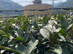 -龙坞茶村