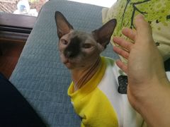 -李小姐の猫咖啡馆(五角场店)