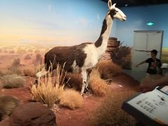 -陕西自然博物馆