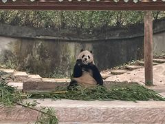 -中国大熊猫保护研究中心雅安碧峰峡基地