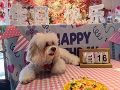 -百好乐宠物友好餐厅(朝外大街店)