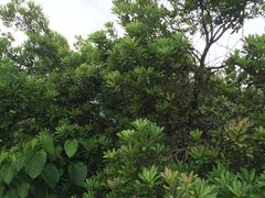 -黄贤森林公园