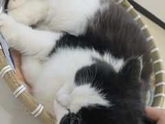 -共舞时光猫咖·狗咖(新街口店)