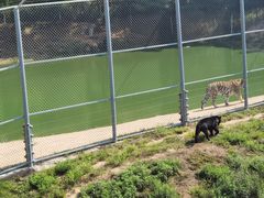 -西霞口神雕山野生动物世界