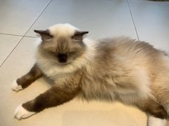 -怪兽屋·羊驼·猫咖·狗咖(俊华广场店)