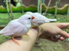 -萌宠奇缘