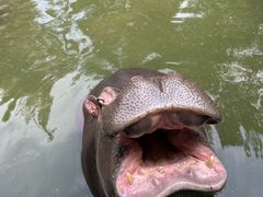 -贵州森林野生动物园