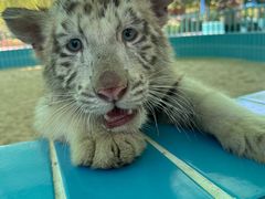 -北京野生动物园