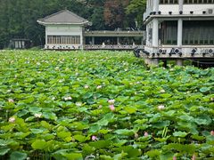 -荔湾湖公园
