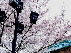 -武汉大学-樱园