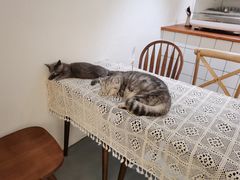 -猫友咖啡店(玉林西路店)