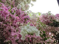 -深圳国际园林花卉博览园