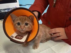 -瑞派福兴宠物医院犬猫全科·骨科·中西医结合(河东店)