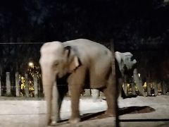 -清迈夜间动物园