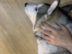 -Husky Go! 哈士奇体验馆·宠物咖啡厅狗咖