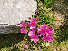 -桃花岛景观公园