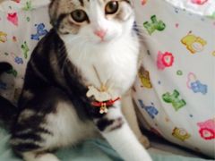 iphone_upload_pic-Bastet sally猫舍购宠(静安店)