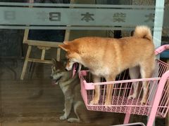 -柴犬高等学院·狗咖·柴犬售卖·宠物训练