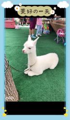 -萌宠亲子动物乐园(槐房万达店)