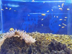 -沙沙哗啦海洋馆(华宇百花谷店)